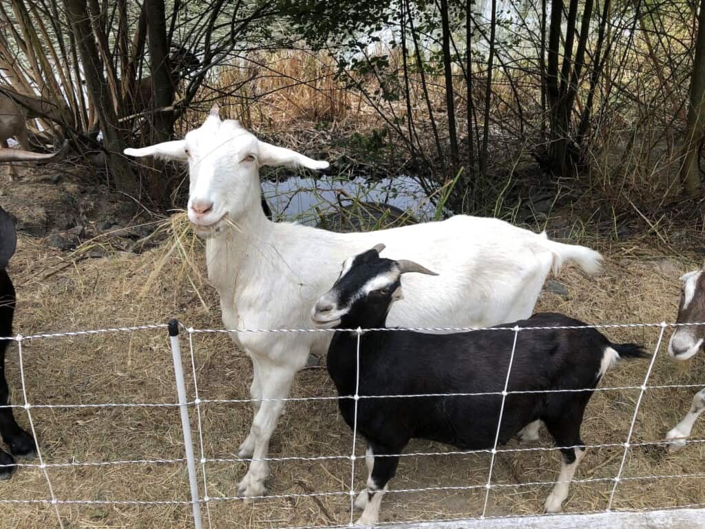 Two goats stand beside an electric mesh fence.