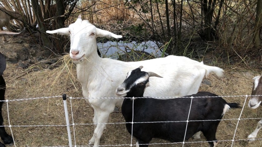 Two goats stand beside an electric mesh fence.