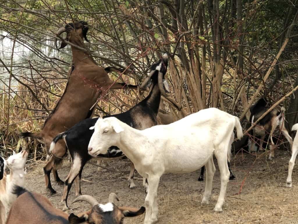 After finishing off the ground growth, goats reach into the trees for more food.