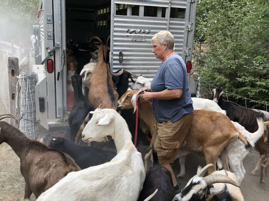 Tammy Dunakin loads goats into a trailer after they completed a six-day brush-clearing job in Gig Harbor North.