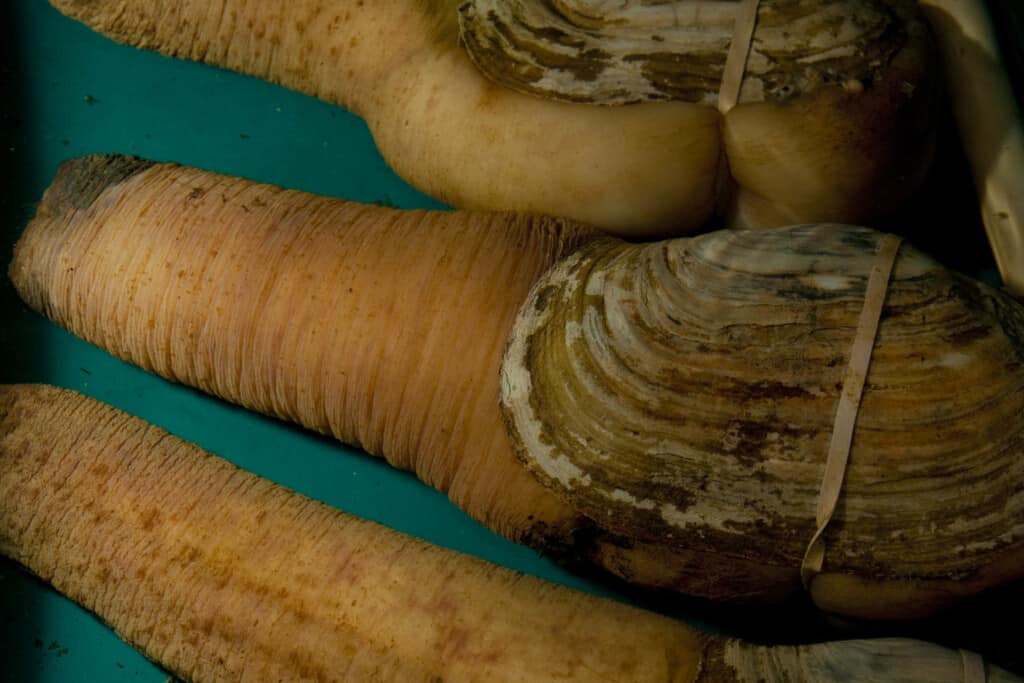 geoduck clams