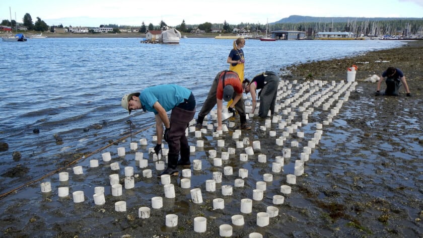 People planting geoducks in tubes on the mudflats