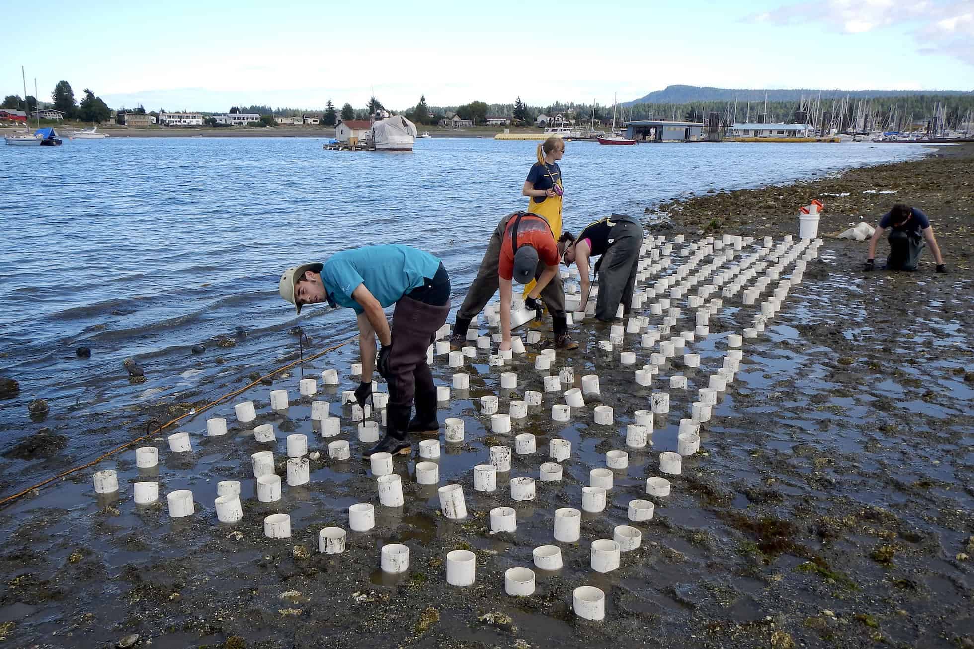People planting geoducks in tubes on the mudflats