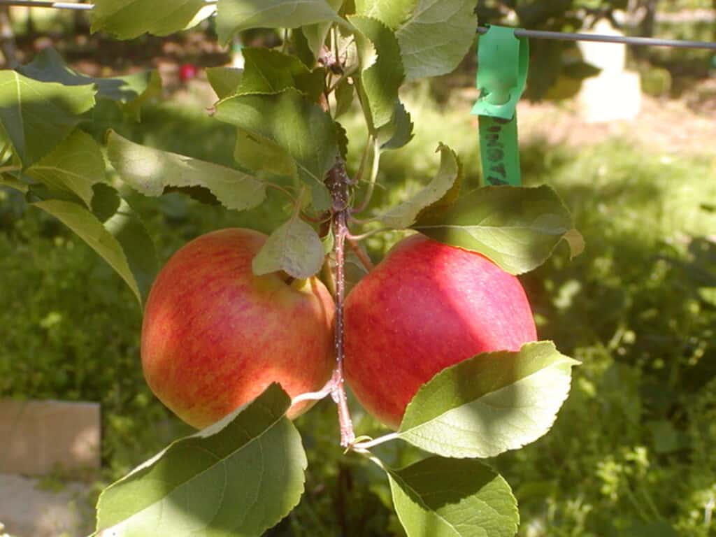 Two apples hanging from a tree