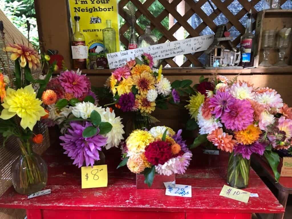 Vases of dahlias