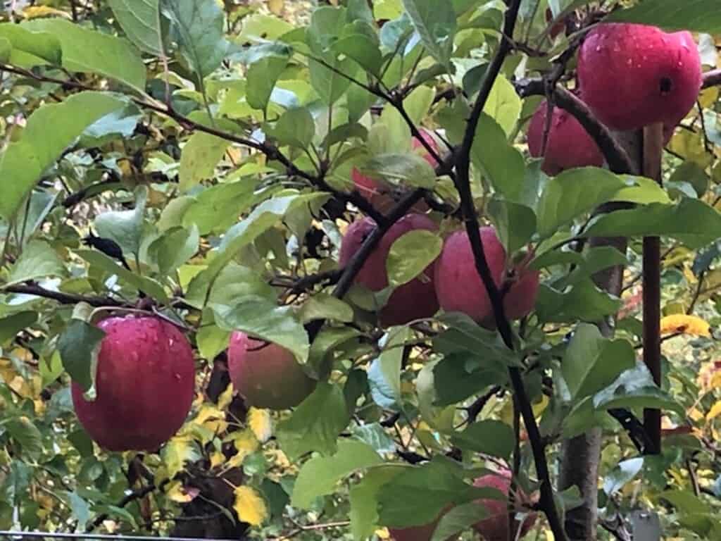 Sunrise Magic apples on the tree