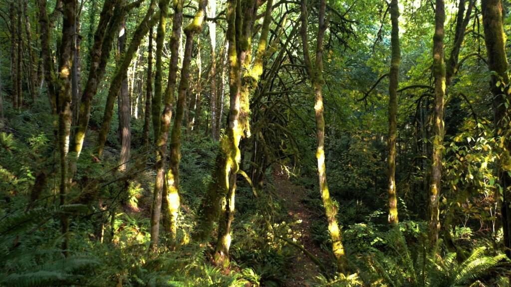 Dappled light illuminates the forest on a sunny day. If the city isn’t able to purchase the property, it’s slated to be clear-cut and developed with more than 40 homes