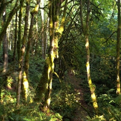 North Creek conservation area in Gig Harbor