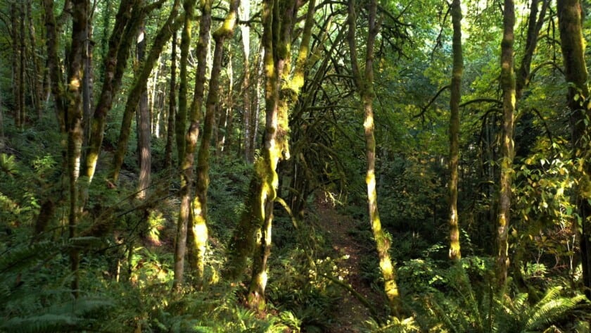 North Creek conservation area in Gig Harbor