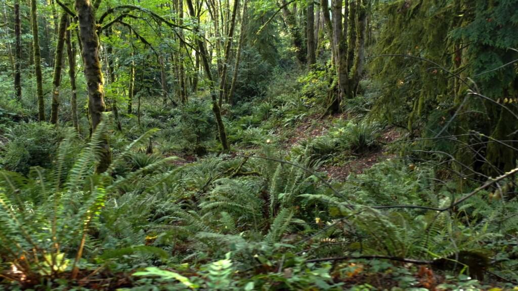 The trail continues through the woods, thick with sword ferns and other native plants