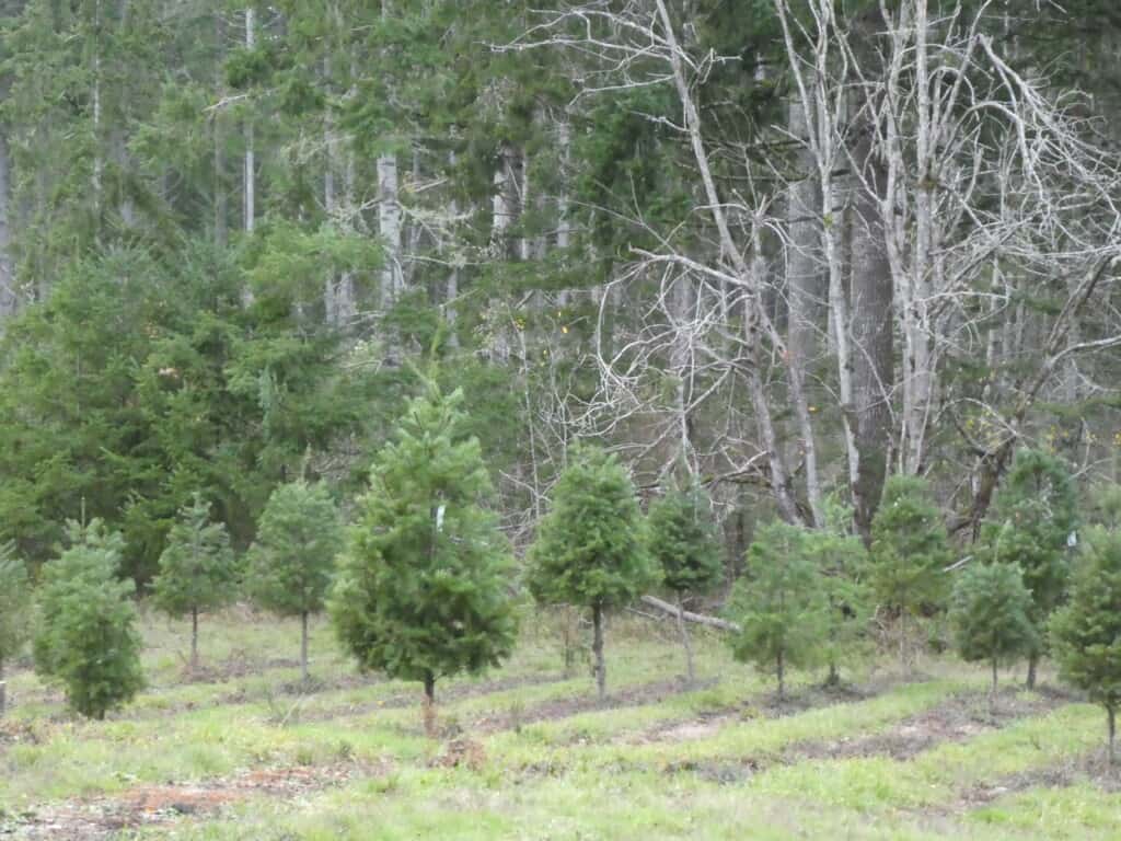 Lots of trees ready for cutting at Five Springs Tree Farm.