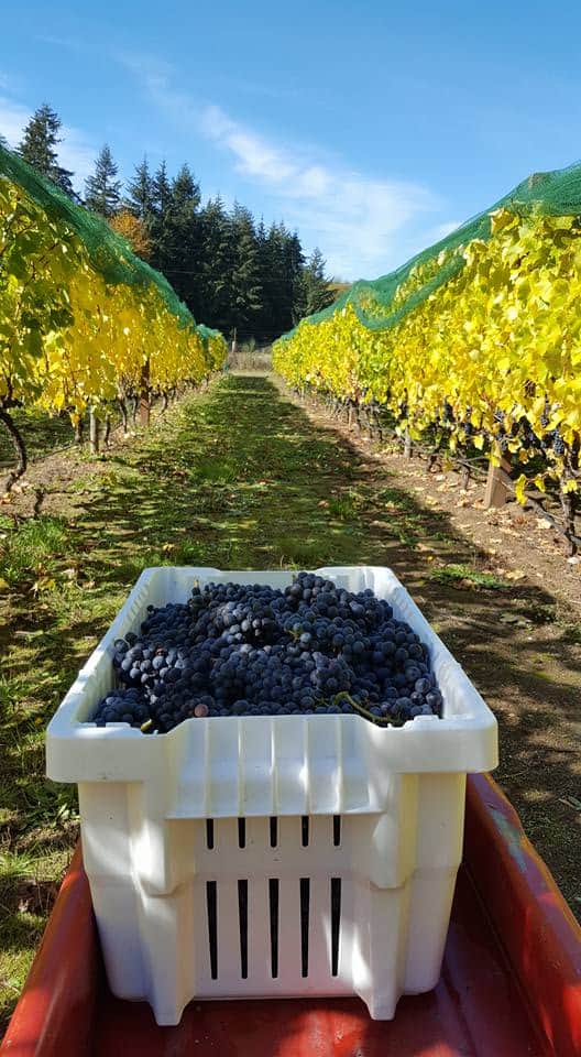 Pinot Noir Harvest