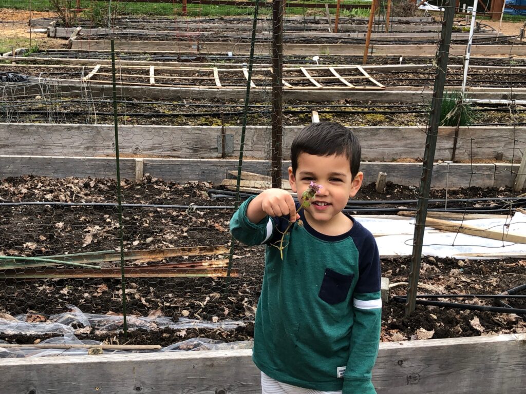 Logan Shah, age 4, pulls a weed while preparing his family's space in the community garden for planting.