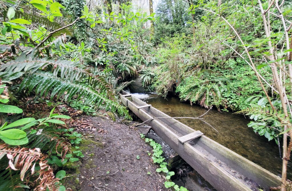 Donkey Creek near the culvert that carries water under Harborview Drive.