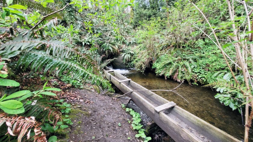 Donkey Creek near the culvert that carries water under Harborview Drive.