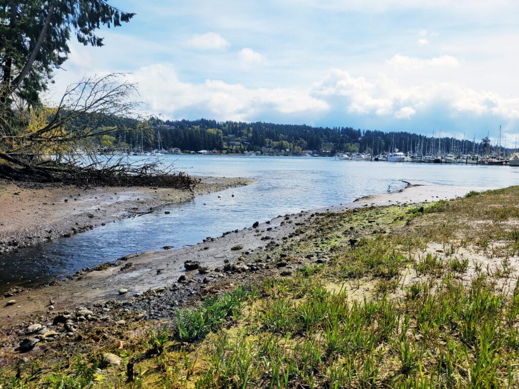 Donkey Creek at the Austin Estuary, where it empties into Gig Harbor.