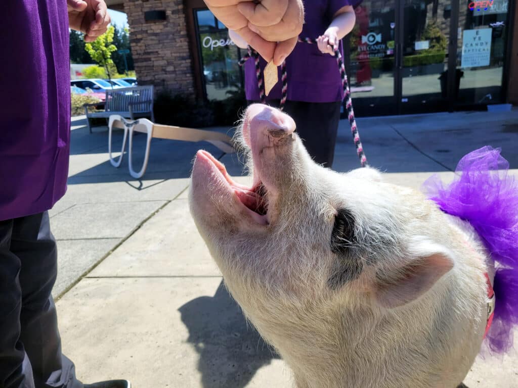 Gumdrop gets a treat from Robert Loehr outside Eye Candy Optical in Uptown Gig Harbor.