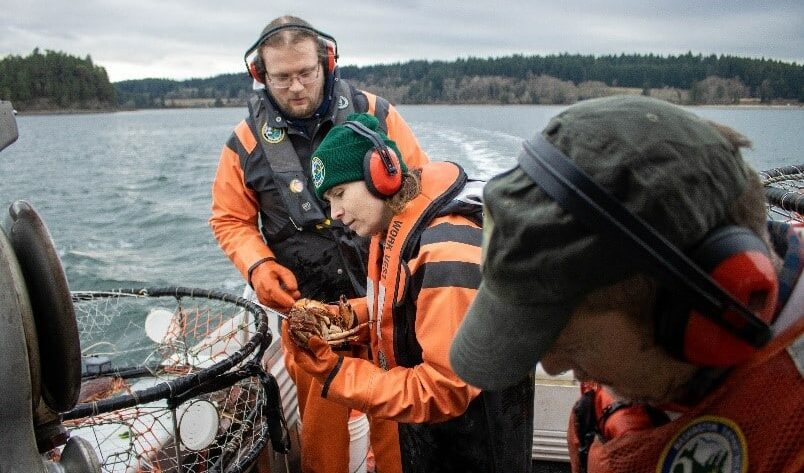 State biologists have been conducting test-fishing since 2015 and found Dungeness crab numbers to be down and not increasing.