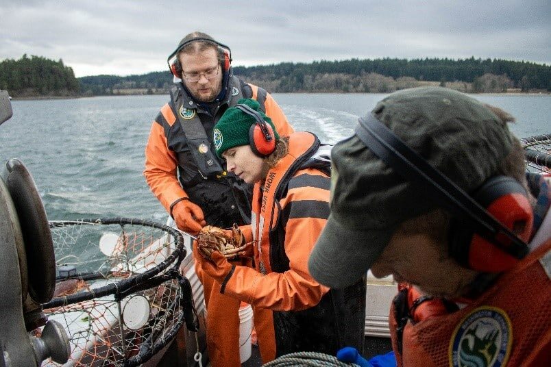 State biologists have been conducting test-fishing since 2015 and found Dungeness crab numbers to be down and not increasing.