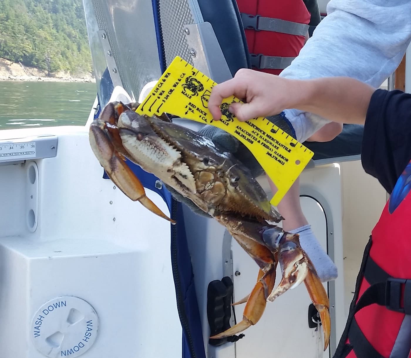 A Dungeness crab being measured