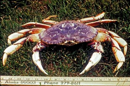 Pulling Traps: Fishing for Dungeness Crab in Alaska