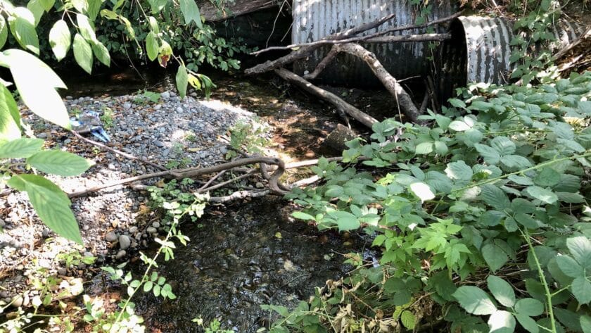 Purdy Creek culvert under 144th Street.