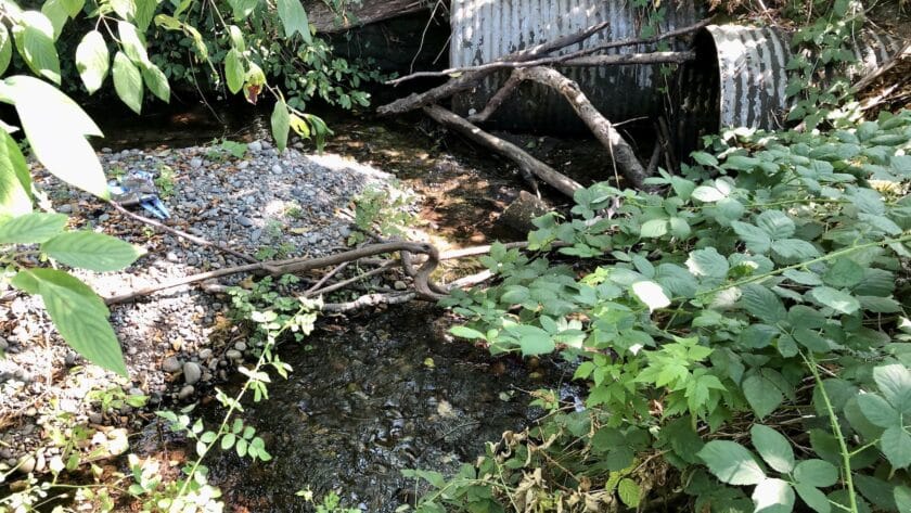 Purdy Creek culvert under 144th Street.