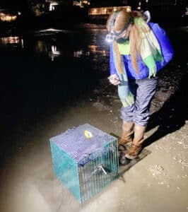 As part of Washington Department of Fish & Wildlife's Mussel Watch program, mussels are planted in the delta of Donkey Creek. <yoastmark class=