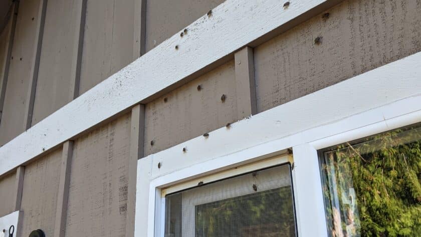 Stink bugs on wall of a house
