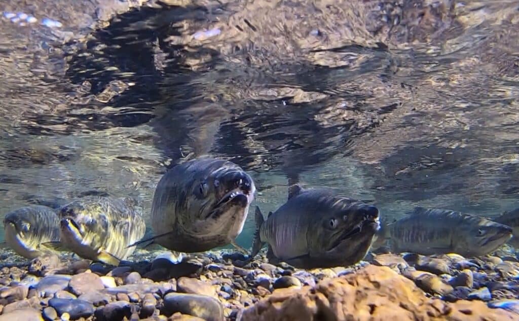 chum salmon under water in a stream