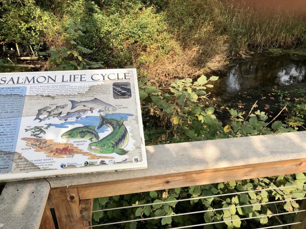 A viewing platform overlooking Donkey Creek at Donkey Creek Park.