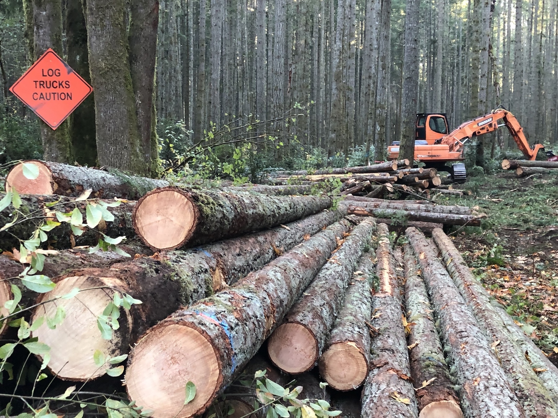 Logging began last week on the east side of Lombard Drive.