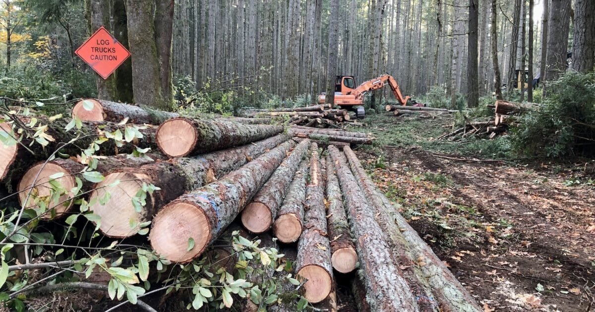 Lombard Drive forest gets a healthy trim - Gig Harbor Now | A