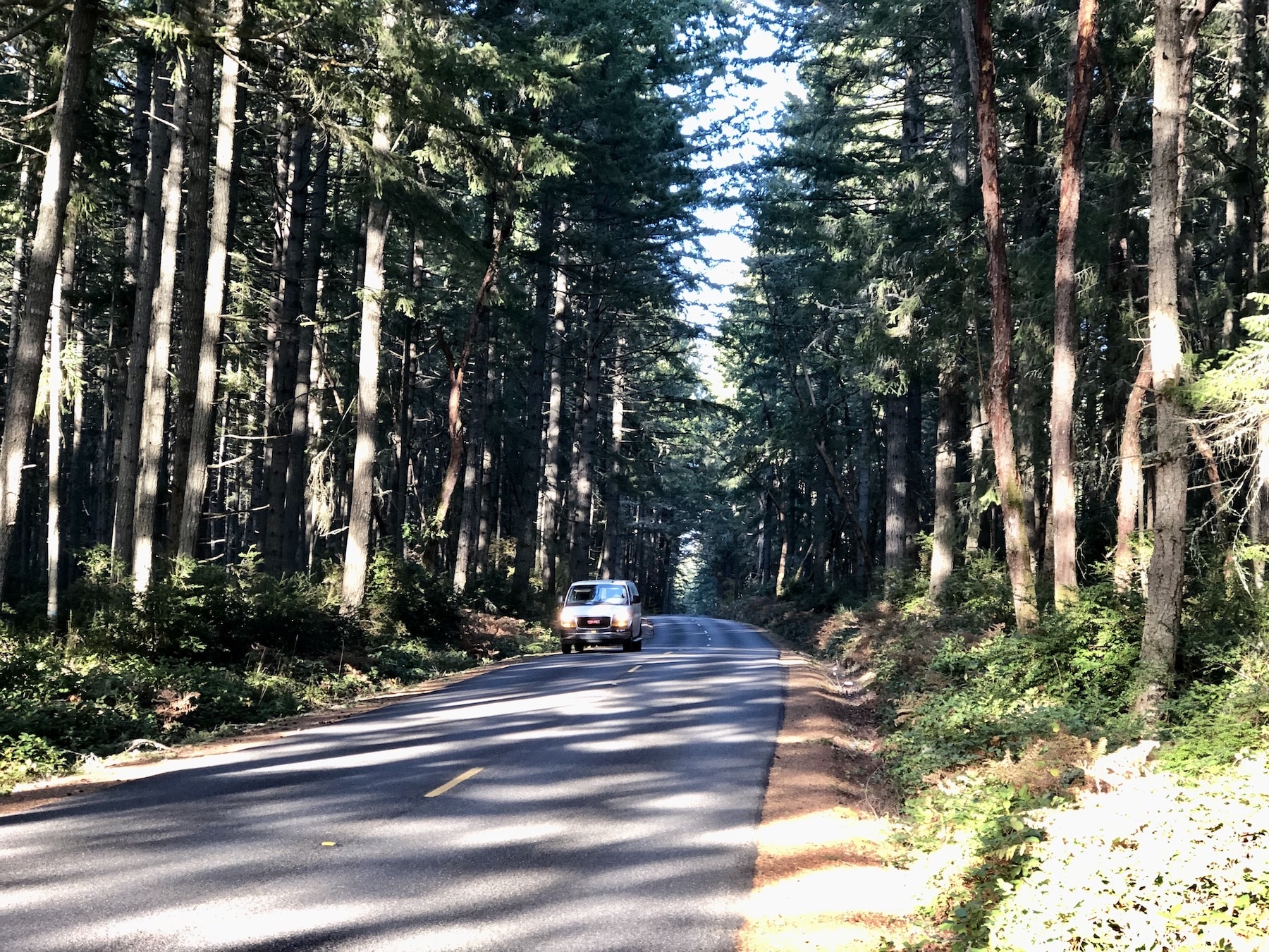 Lombard Drive cuts through the Ellis Forest Conservation Easement for much of its mile length.