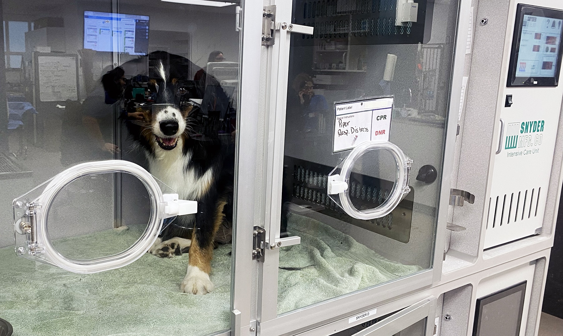 New clinic offers emergency vet care Gig Harbor Now A hyperlocal