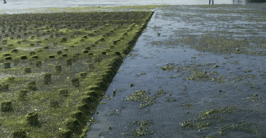 Geoduck tubes covered by predator-exclusion netting.