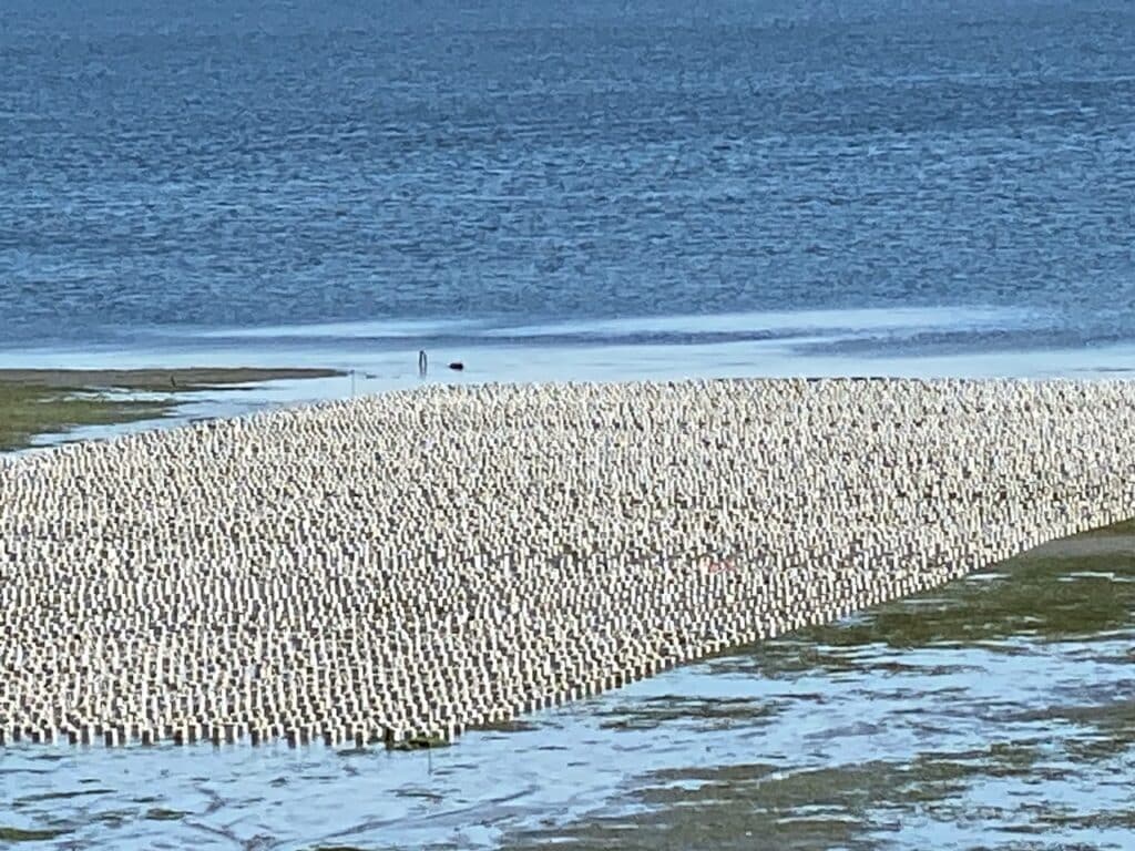 Geoducks planted in tubes on May 10 in Squamish Harbor west of the Hood Canal Bridge taken , Hood Canal, near Shine Road, about a mile and a half west of the Hood Canal Floating Bridge. The plastic tubes are planted a foot apart.