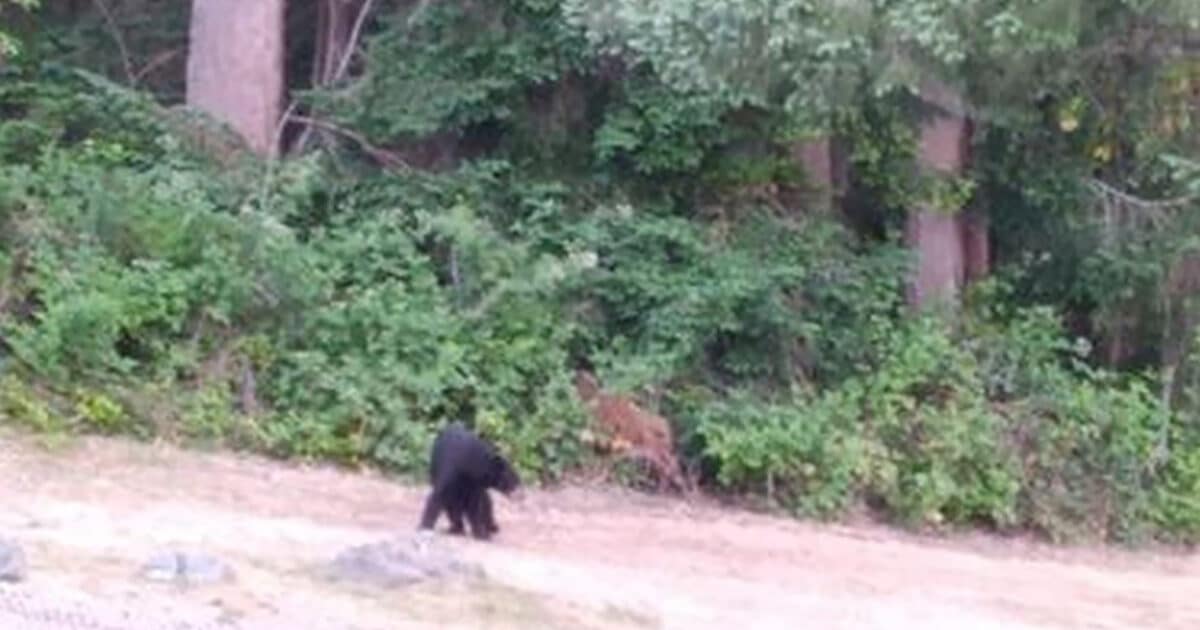 Bear sightings reported in Gig Harbor Gig Harbor Now A hyperlocal