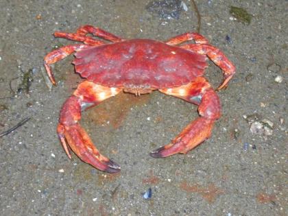 State keeps South Sound closed to crabbing for sixth summer - Gig Harbor  Now