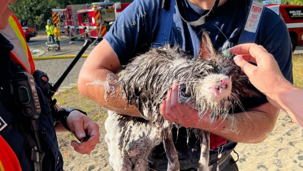 A firefighter carries a drenched Remy out of the house.