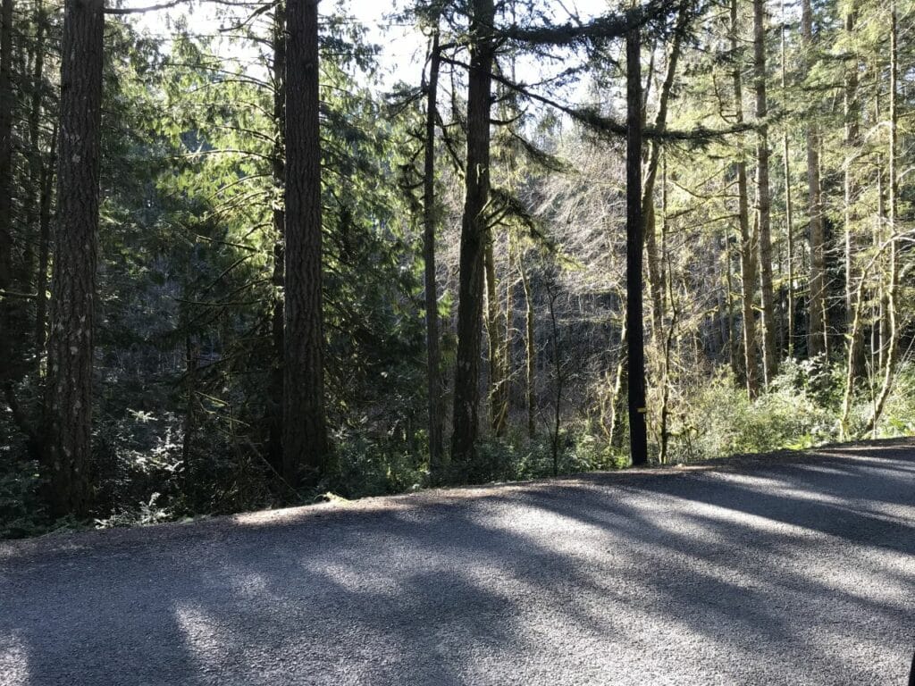 Forest being put into conservancy next to Haley State Park