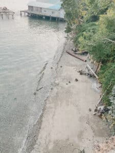 This is an aerial photo of a sandy shoreline with driftwood green foilage.