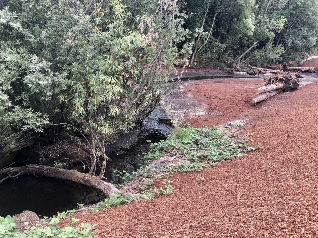 The new stream alignment takes a more meandering path than before. Blackberries were stripped away and will be replaced by native plants.