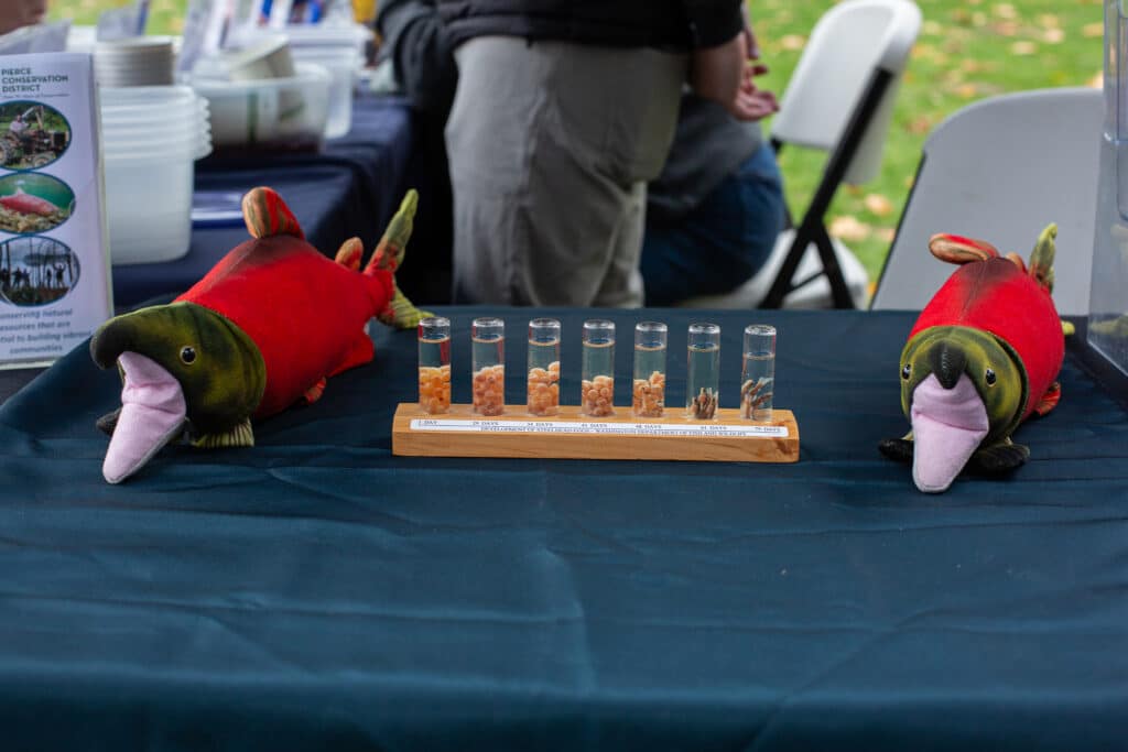 A display at the chum festival shows the development of salmon from eggs.