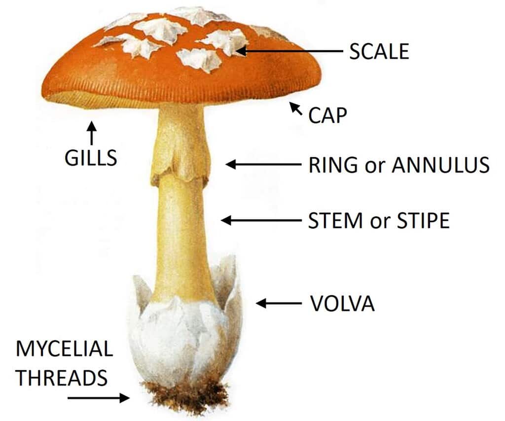 The Science of Mushroom Anatomy: Mycelium & the Fruitbody