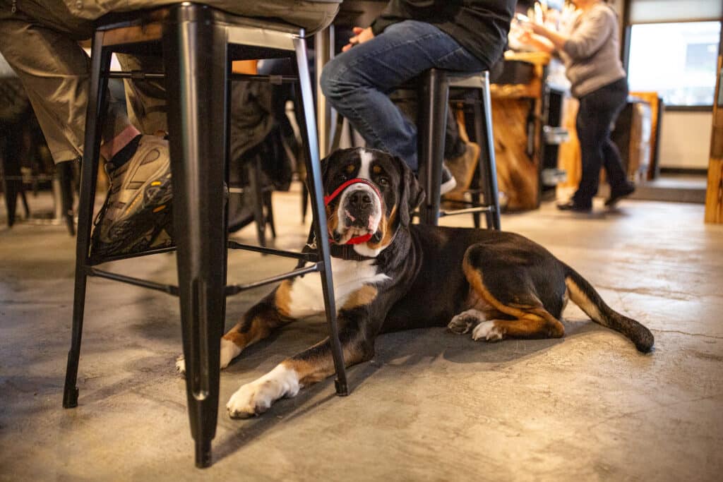 Dogs are allowed at The Beer Vault. "That's why I come here," said Dan Marden, who visits the tavern a couple of times a month with his Swiss mountain dog, "Rex."