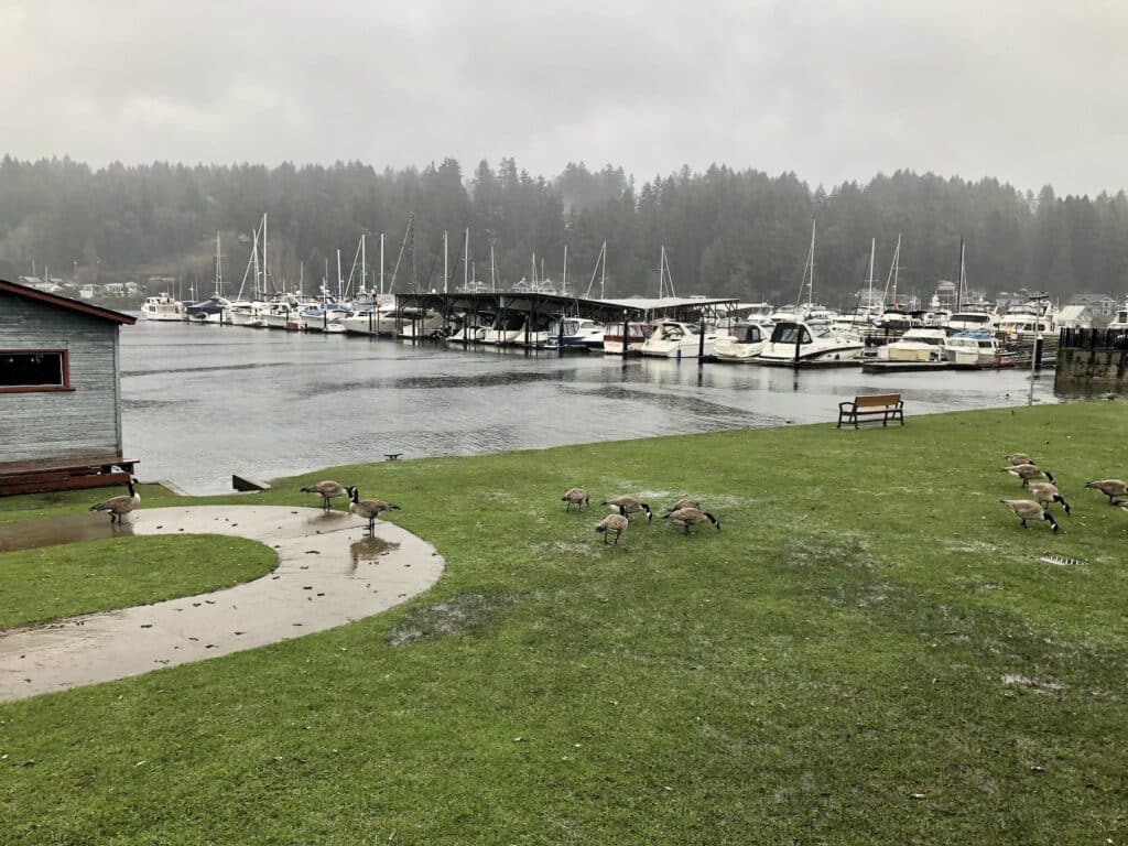 Geese enjoying high tide at Skansie Park.