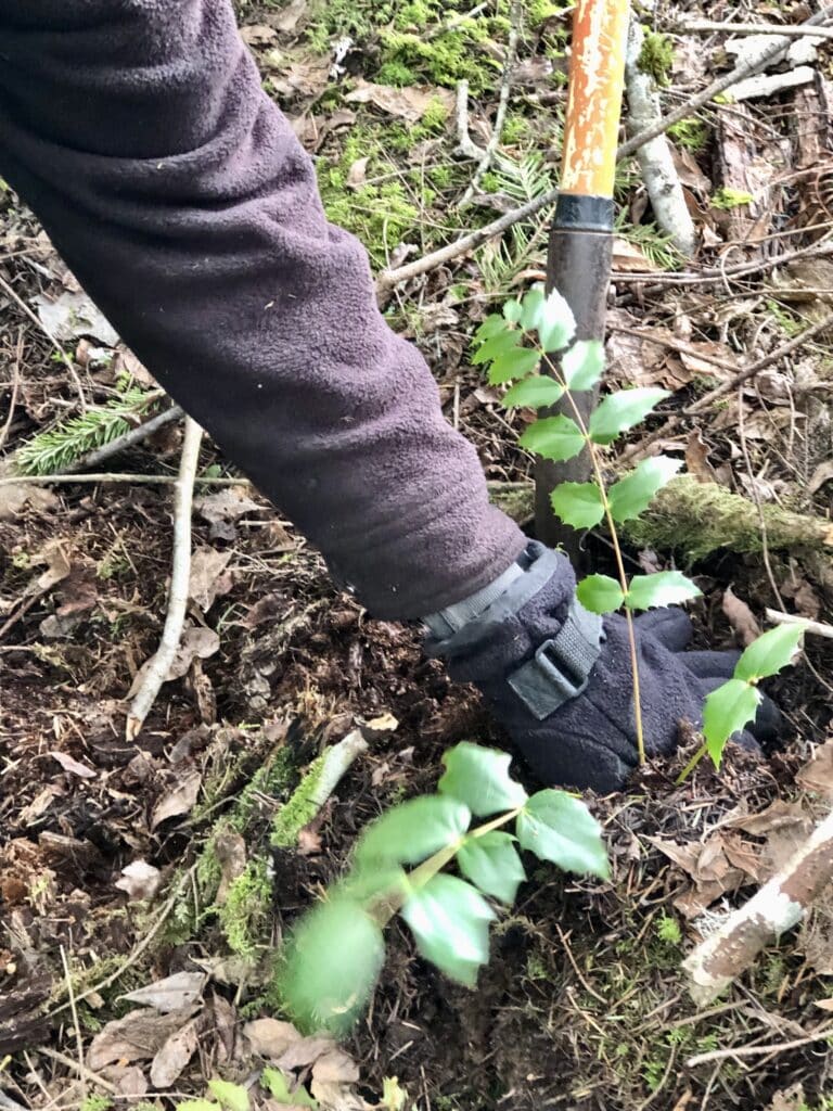 Mary Manning digs an Oregon grape.