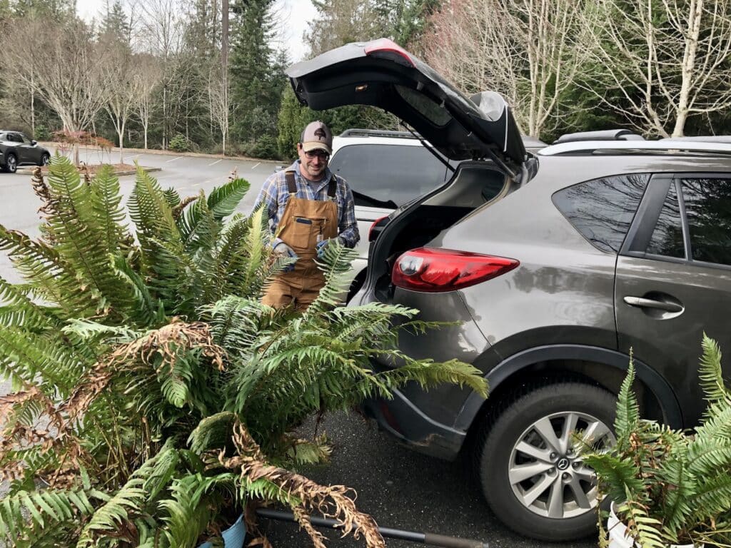 Sean Ludden prepares to stuff sword ferns into his Mazda hatchback.