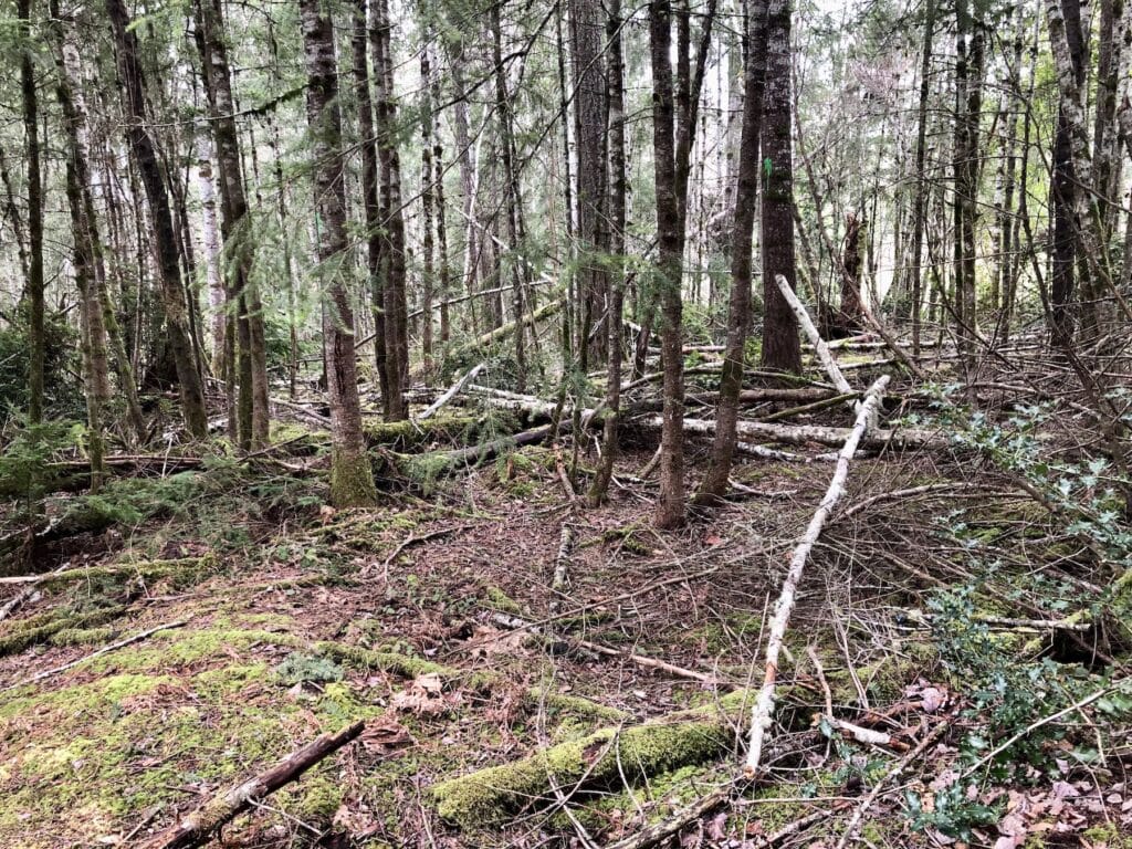 The forest north of the YMCA parking lot is mostly Douglas fir trees with little undergrowth.